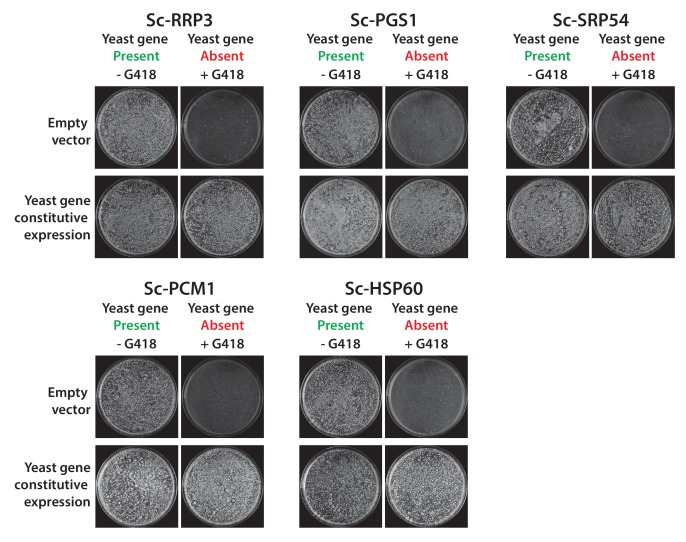 Figure 1—figure supplement 2.