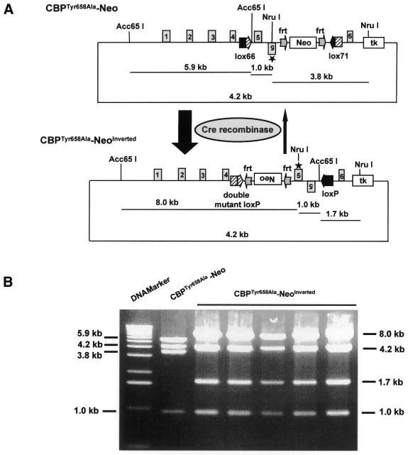 Cre recombinase-mediated inversion using lox66 and lox71: method to ...