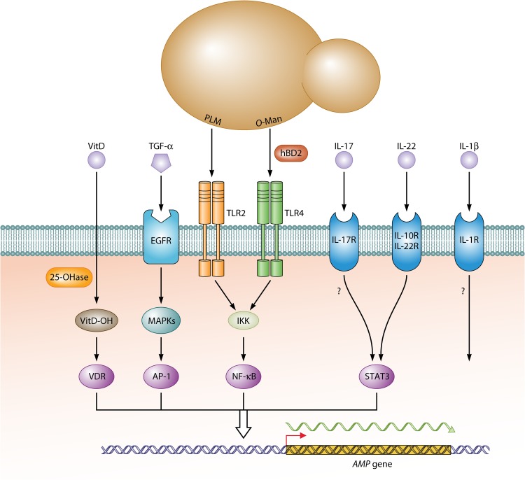 FIG 1