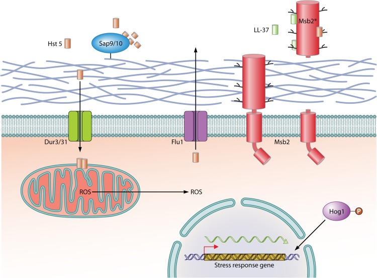 FIG 2