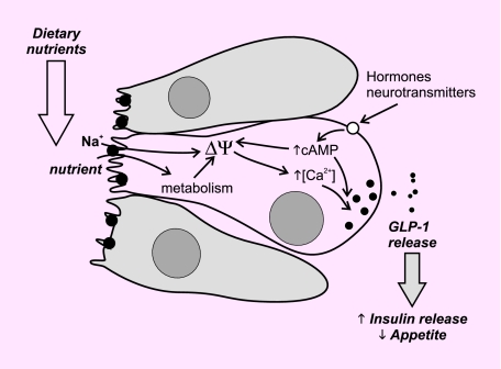 FIGURE 2