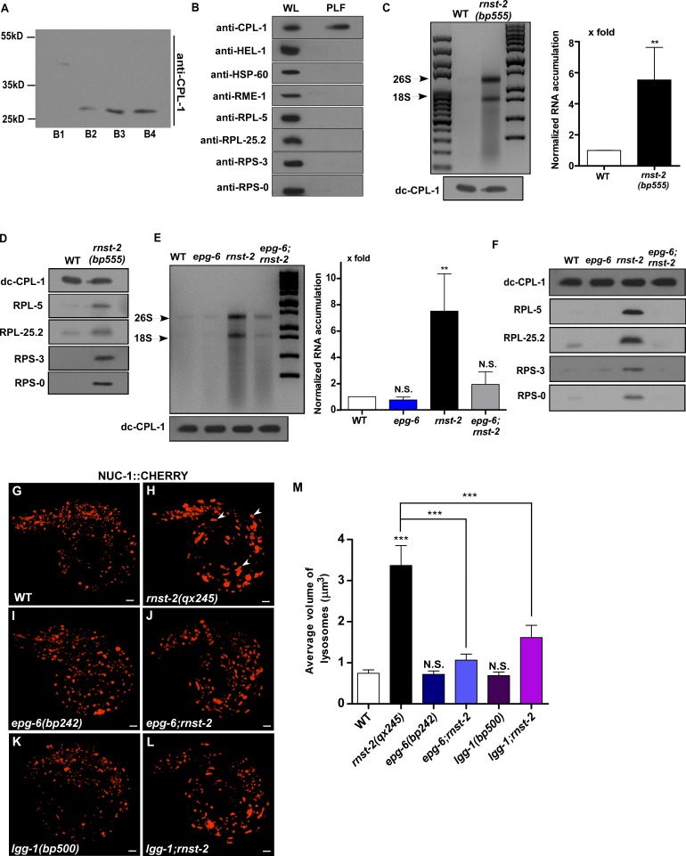 Figure 3—figure supplement 1.