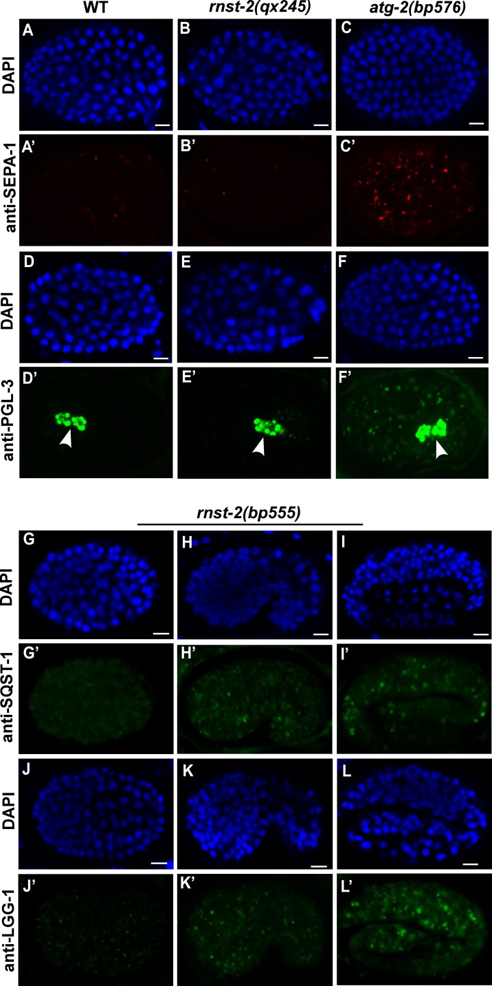 Figure 4—figure supplement 1.