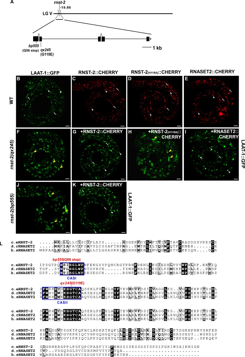 Figure 1—figure supplement 2.