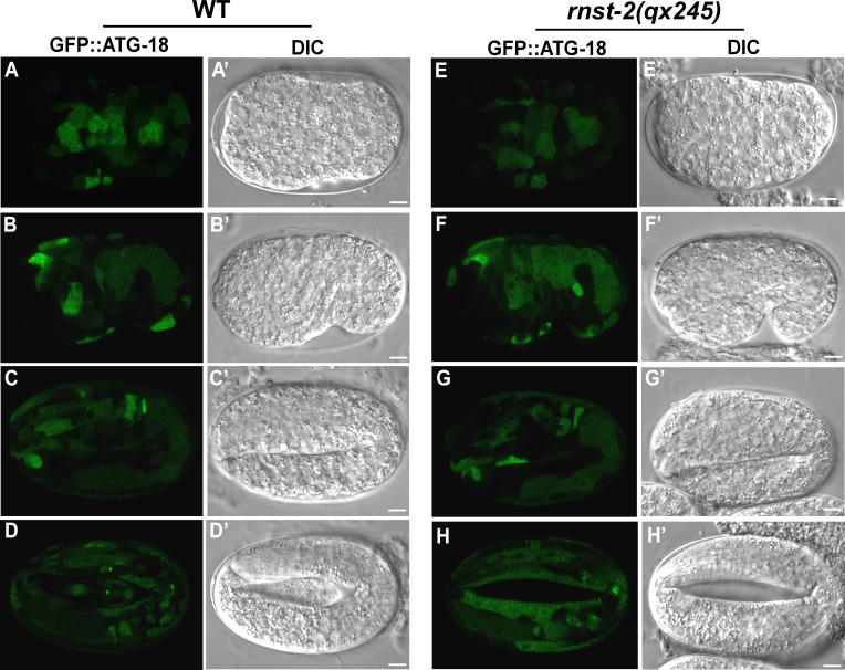 Figure 4—figure supplement 2.