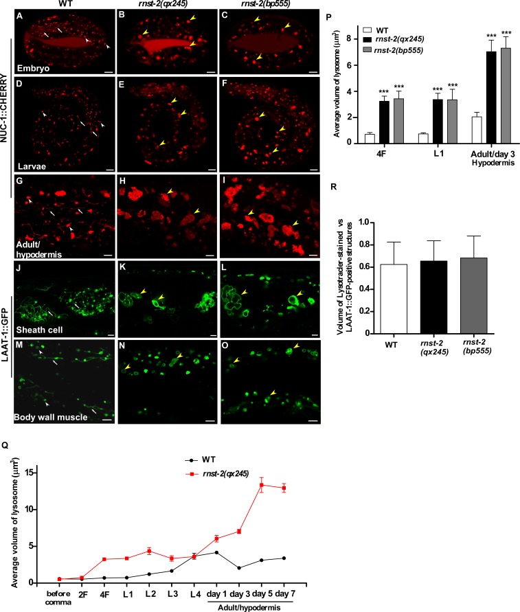 Figure 1—figure supplement 1.