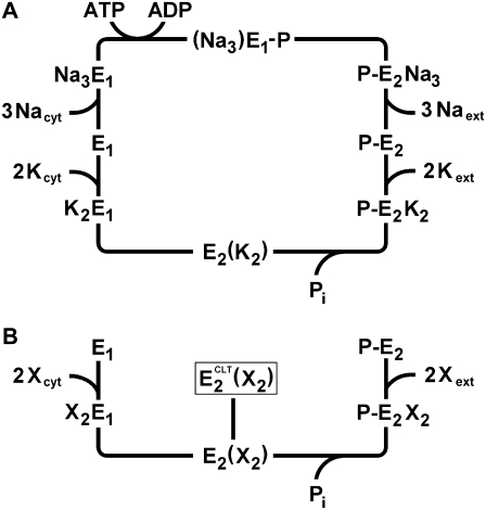 SCHEME 1