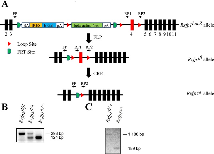 FIG. 1