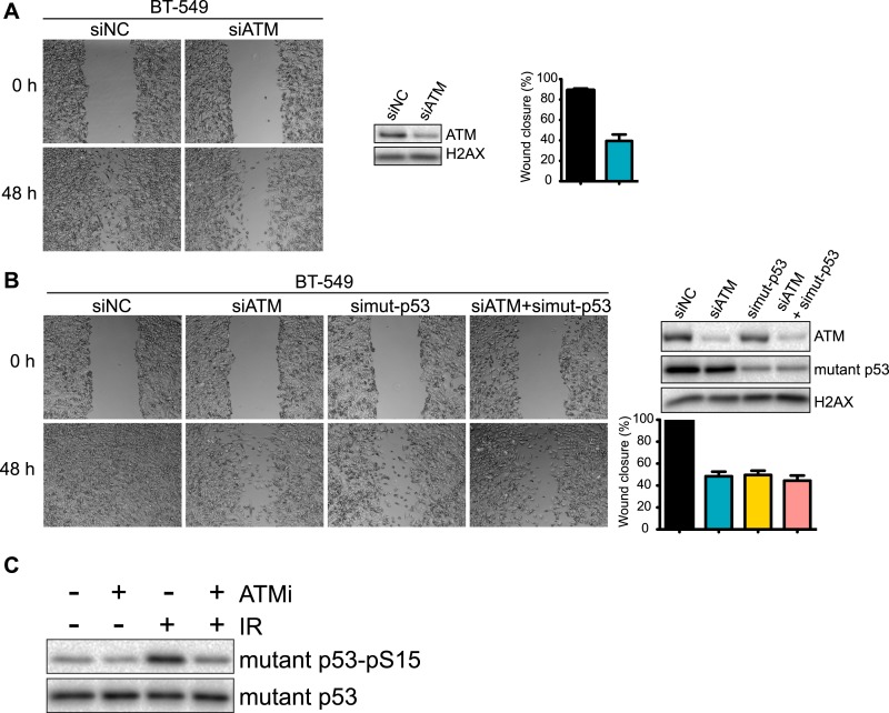 Figure 3—figure supplement 1.