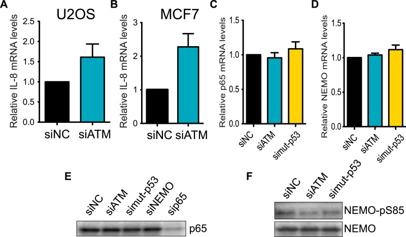 Figure 4—figure supplement 2.