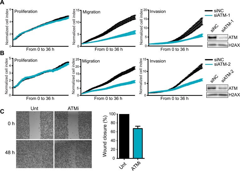 Figure 1—figure supplement 1.