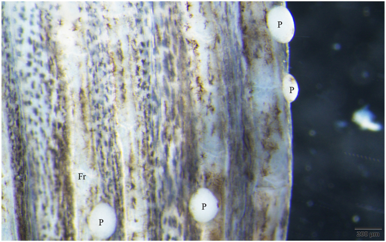 Fig. 11