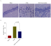 Figure 4. TUNEL staining of hippocampus following SAH induction. (A) Few apoptotic cells were observed in Sham group rabbits. TUNEL–positive staining was markedly increased in SAH rabbits, which was n...