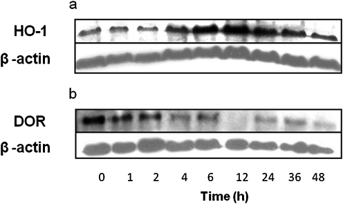 Fig. 6