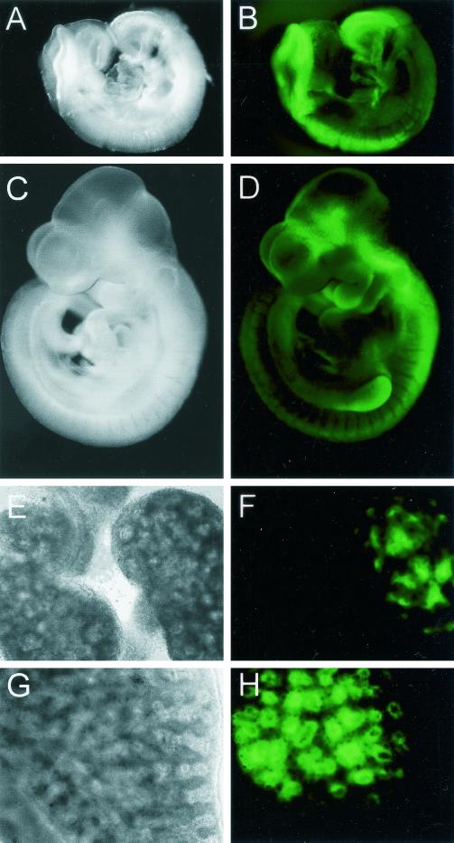 FIG. 7.