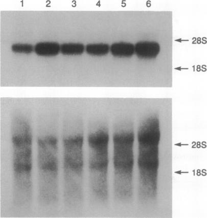 graphic file with name pnas01058-0460-a.jpg