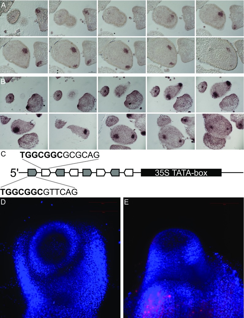 Fig. S5.