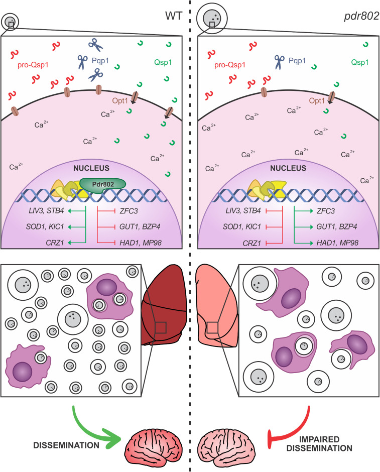 FIG 9