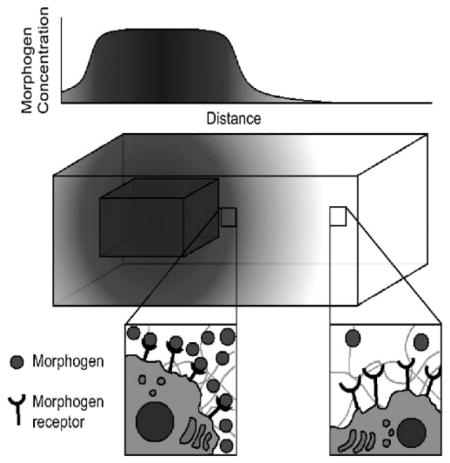 graphic file with name nihms484699u1.jpg