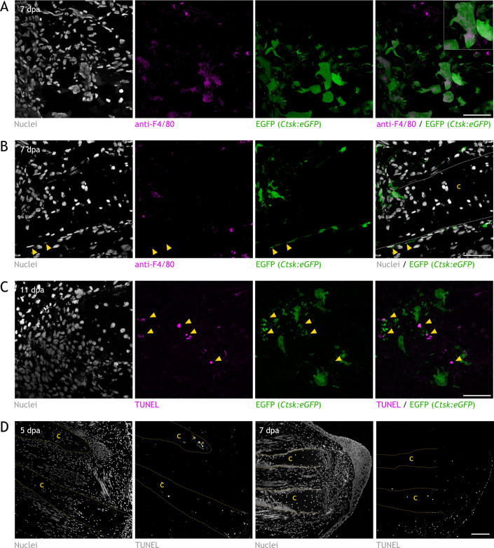 Figure 2—figure supplement 1.