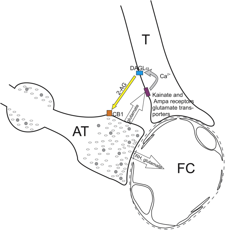 Figure 6