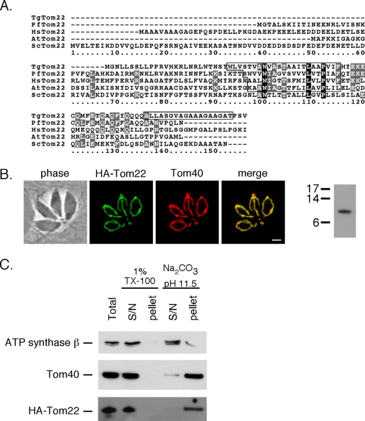 FIGURE 2.