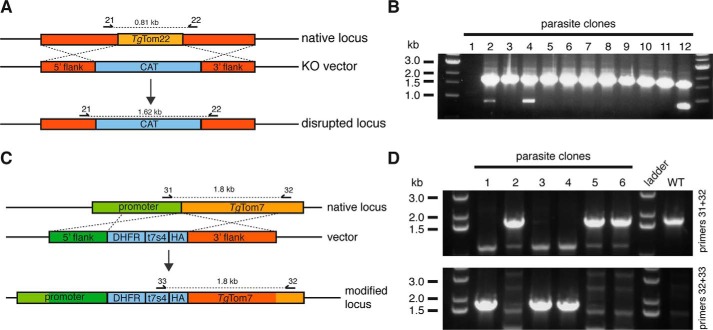 FIGURE 3.