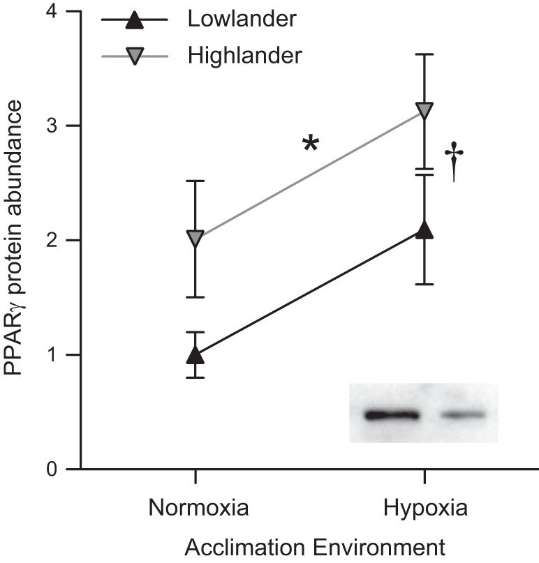 Fig. 9.