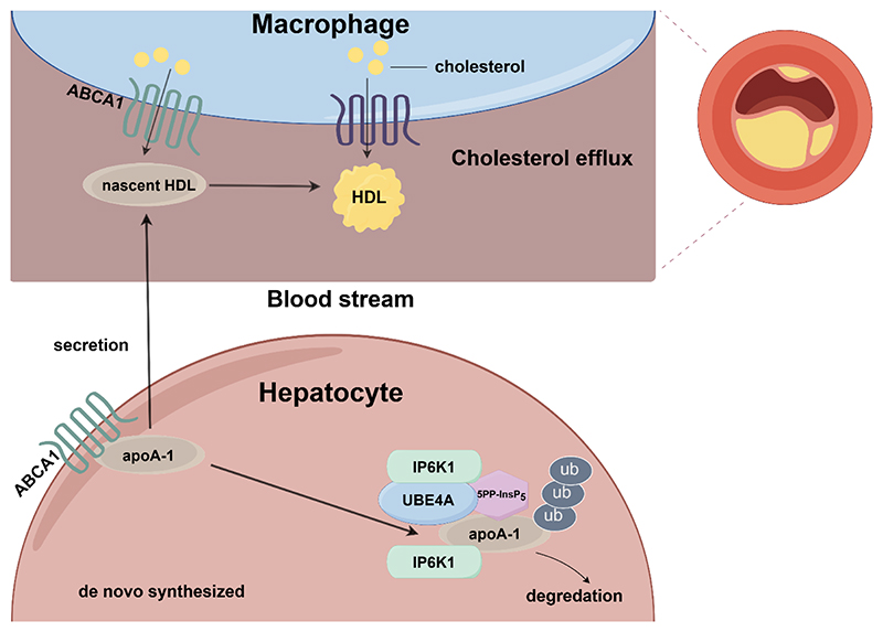 Graphical abstract