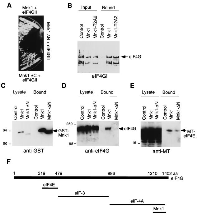 FIG. 1