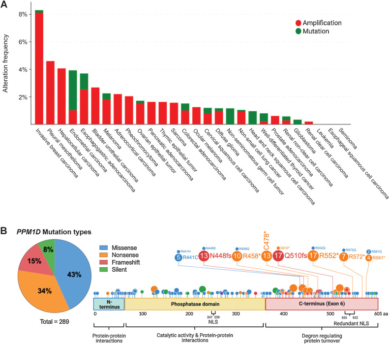 Figure 1. PPM1D truncating mutations in solid cancers. A, Histogram showing the prevalence of PPM1D amplifications and C-terminal truncating mutations by cancer type, as indicated on the x-axis. The percentage of cases with PPM1D genomic alterations is indicated on the y-axis. The data were obtained from Pan-Cancer studies available in the cBioPortal database (10,967 total samples), which was then filtered to show only cancer types with more than 50 cases. B, Lollipop plot showing the location of the truncating mutations in the context of the domains of the PPM1D gene. A total of 289 PPM1D mutations were identified across 43 histology types from the COSMIC database. A pie chart of the mutation types is included with missense and nonsense mutations being the most common. The phosphatase domain and exon 6 of PPM1D are shown. Several mutation hotspots are noted.