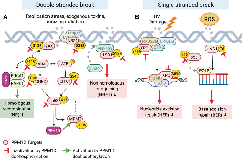 Figure 2. The role of PPM1D in DNA repair. The red proteins are known PPM1D targets. The red inhibitory symbol denotes the inactivation of that protein upon PPM1D dephosphorylation. The green arrow represents activation of the protein upon dephosphorylation. A, PPM1D inhibits key players involved in DSB repair resulting in decreased NHEJ and increased HR. B, PPM1D inhibits several BER and NER proteins leading to decreased single-stranded break repair.