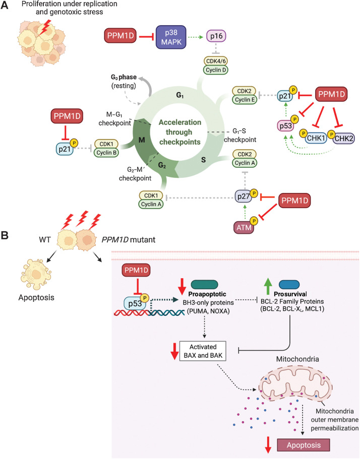 Figure 3. PPM1D-mediated suppression of cell-cycle arrest and apoptosis. A, PPM1D inhibits key cell-cycle regulators including p53, CHK, CHK2, p21, p27, and p38 leading to loss of cell-cycle arrest. B, PPM1D inhibits p53 leading to loss of proapoptotic factors resulting in suppression of apoptosis.