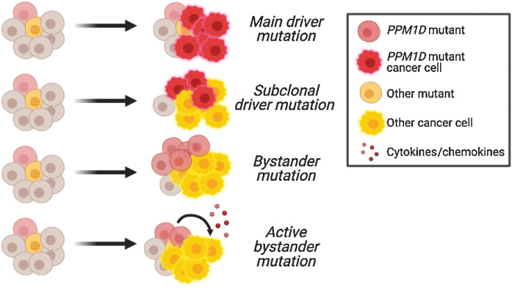 Figure 4. Potential roles of PPM1D mutations in the blood. Schematic showing the potential roles of PPM1D mutations as driver, subclonal, bystander, or active bystander mutations in leukemogenesis. The precise role is unknown.