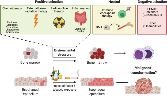 Figure 5. Environmental conditions that promote the selection of PPM1D mutants in the blood and esophageal lining. Schematic representation of how premalignant clonal expansion of PPM1D mutants in the blood and esophagus is shaped by multiple environmental stressors. These stressors can have a positive, neutral, negative effect on PPM1D-mutant clonal dynamics.