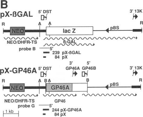 graphic file with name pnas01049-0239-b.jpg