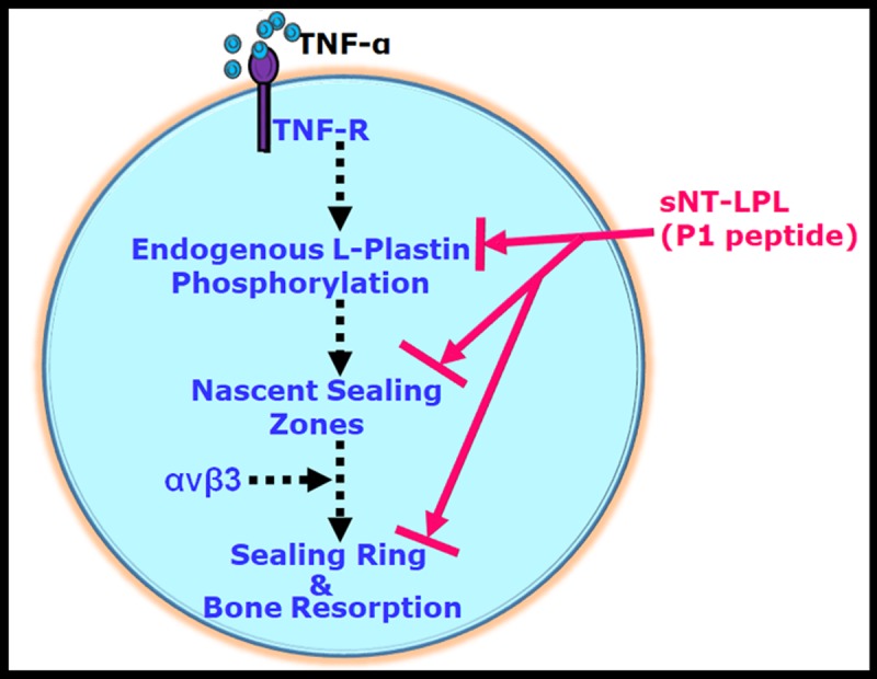 Fig 7