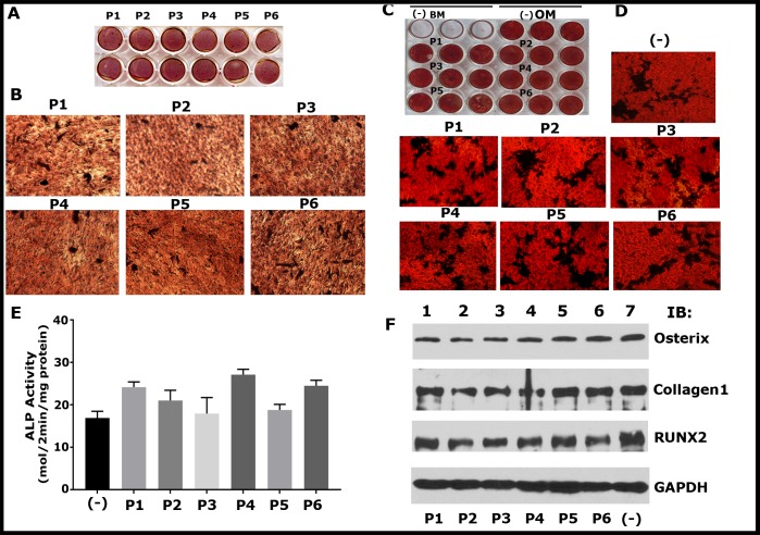 Fig 6