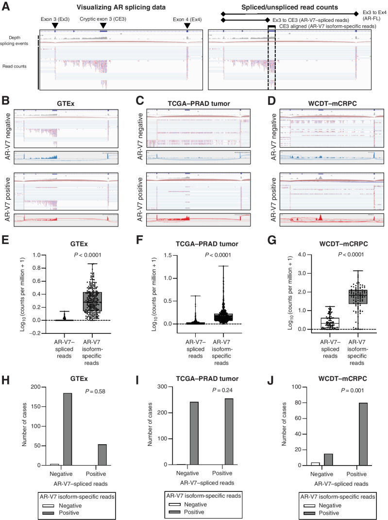 Figure 1. Comparison of AR-V7 quantification in publicly available datasets. A, Screenshot of the Integrative Genomics Viewer (IGV) annotated with the information contained in each track with respect to specific regions of the AR locus (left) and splice junctions (right). B–D, Screenshots (as in A) and sashimi plots for cases from genotype–tissue expression (GTEx, B), The Cancer Genome Atlas-prostate adenocarcinoma tumor (TCGA–PRAD tumor, C) and West Coast Dream Team-metastatic CRPC (WCDT–mCRPC, D) cohorts. Representative cases of AR-V7–negative (blue) and AR-V7–positive (red) cases are shown as determined by the presence of splicing between exon 3 and cryptic exon 3 as shown in the red sashimi plots. E–G, For each case in the GTEx (n = 243, E), TCGA–PRAD tumor (n = 499, F), and WCDT–mCRPC (n = 99, G) cohorts, the number of read counts corresponding to AR-V7–spliced reads (between exon 3 and cryptic exon 3) and AR-V7 isoform–specific reads (aligning to cryptic exon 3, dashed vertical lines in A) are shown. Spliced reads data are shown as log10 (spliced reads per million + 1); isoform-specific read data are shown as log10 (read counts per million + 1). Statistical significance between differences was measured by Mann–Whitney tests. Box shows median and interquartile range; bars show minimum and maximum values. H–J, The number of cases showing concordance between the presence of AR-V7 isoform-specific reads and the presence of AR-V7–spliced reads is shown for GTEx (H), TCGA-PRAD tumor (I), and WCDT–mCRPC (J) cohorts. Statistical significance between associations was measured by two-sided Fisher exact tests.