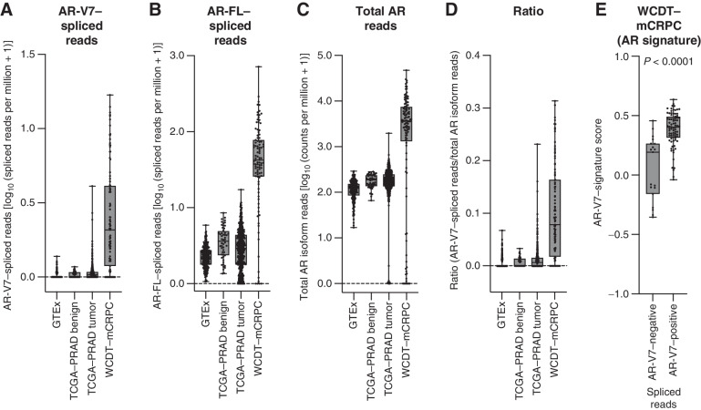 Figure 2. Enumeration of AR isoforms and AR-V7 signature scores in publicly available data sets. A–D, The number of reads corresponding to AR-V7 (splicing between exon 3 and cryptic exon 3, A), full-length AR (AR-FL, splicing between exon 3 and exon 4, B), mapped to the AR locus (C), and AR-V7/AR-FL read count ratio (D) are shown for the GTEx (n = 243), TCGA–PRAD benign (n = 52), TCGA–PRAD tumor (n = 499), and WCDT–mCRPC (n = 99) cohorts. Spliced read data (A–B) are shown as log10 (spliced reads per million + 1) and isoform-specific read data (C) are shown as log10 (read counts per million + 1). Box shows median and interquartile range; bars show minimum and maximum values. E, AR-V7–signature score for AR-V7–negative and –positive patients determined by AR-V7–spliced reads in the WCDT–mCRPC cohort. Box shows median and interquartile range; bars show minimum and maximum values. Statistical significance between differences was measured by the Welch t test.