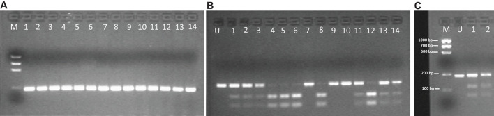 FIGURE 2