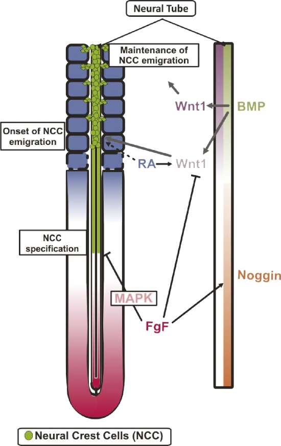 Figure 10.