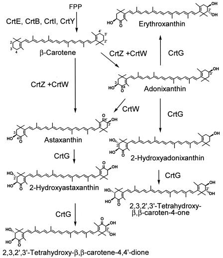 FIG. 3.