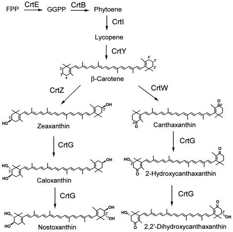 FIG. 4.