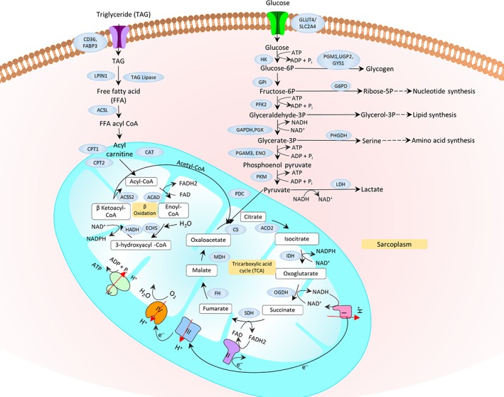 Figure 14