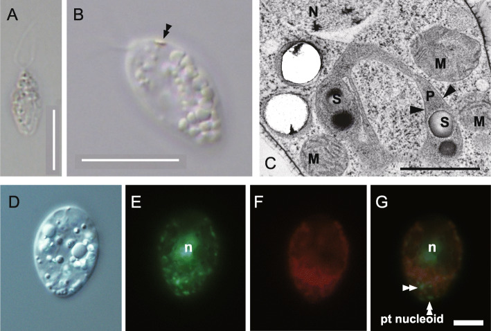 Fig. 1.