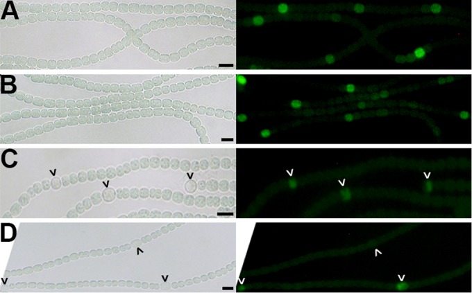 FIG 2