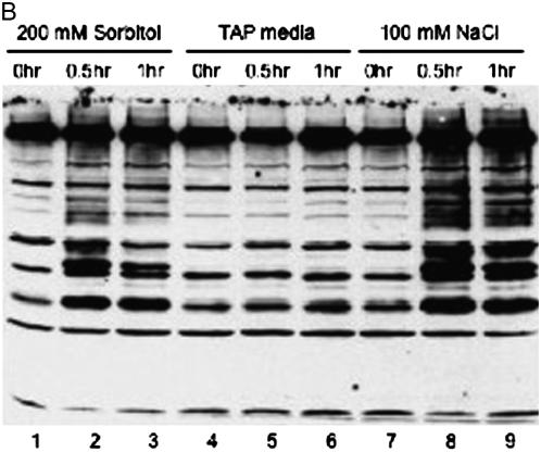 Figure 10.—