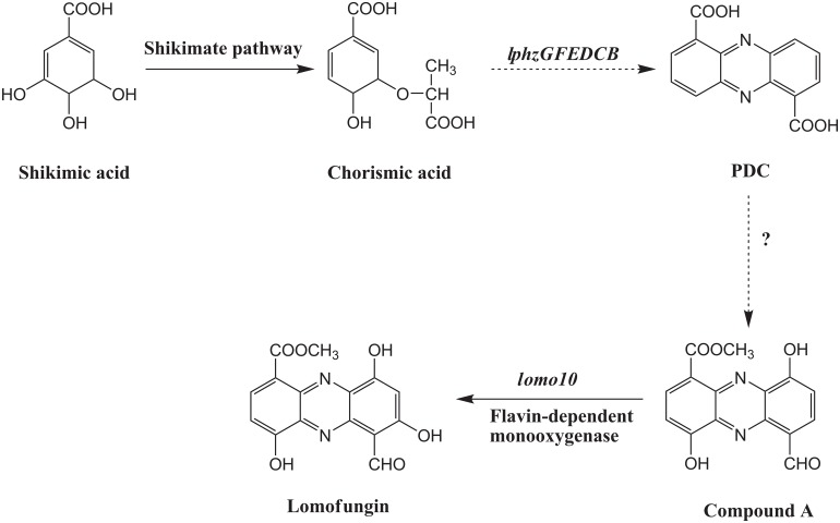 Fig 7