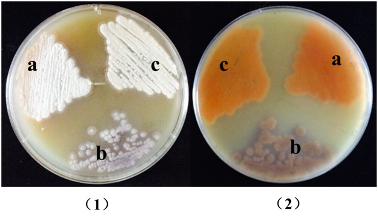 Fig 3